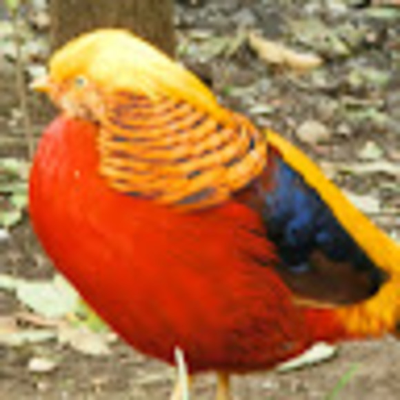 rwolpicc